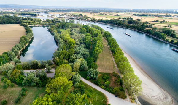 Vogelperspektive auf den Fluss Rhein, der sich durch eine grüne Landschaft schlängelt