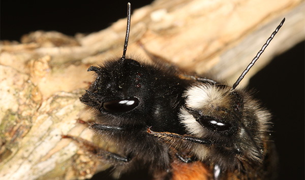 Auf dem Bild zu sehen ist eine Wildbiene, die auf einem Ast sitzt.